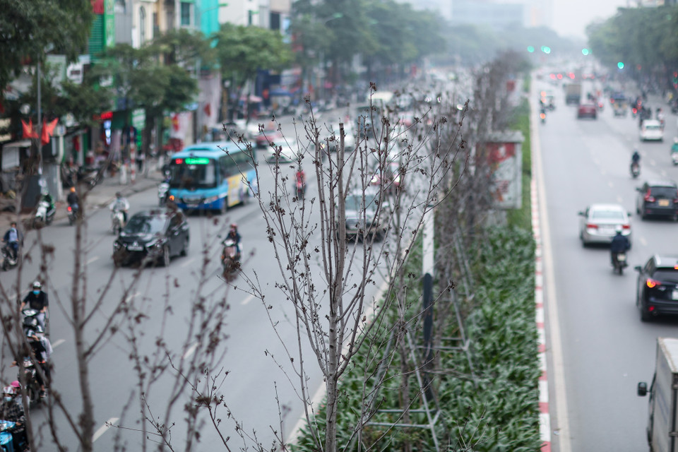 Sau 2 năm trồng thử nghiệm, cây phong lá đỏ chưa thích nghi với điều kiện khí hậu nên Hà Nội sẽ trồng bàng lá nhỏ thay thế. (Ảnh: Minh Sơn/Vietnam+)