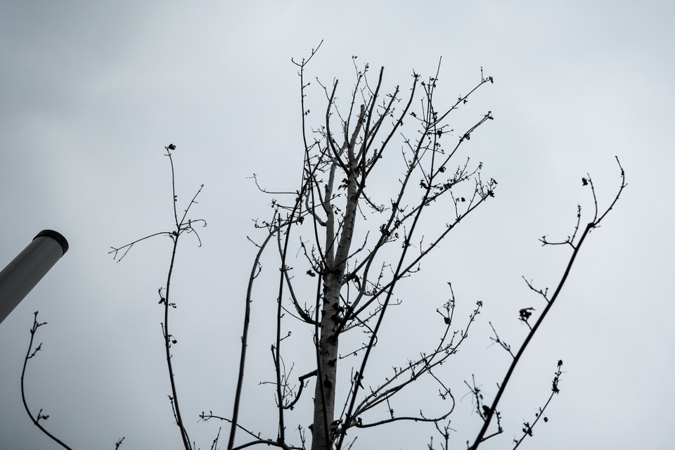 Sau hơn 2 năm trồng thử nghiệm tại Hà Nội, bước đầu cho thấy, cây chưa thích nghi với điều kiện khí hậu của Hà Nội. Trong đó, có 45 cây đã chết, làm ảnh hưởng đến cảnh quan của tuyến phố. (Ảnh: Minh Sơn/Vietnam+)