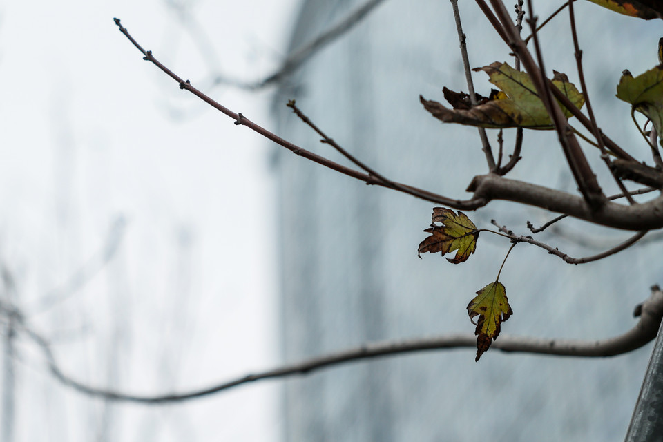Thời điểm hiện tại, theo ghi nhận hàng loạt cây phong trên tuyến đường Trần Duy Hưng-Nguyễn Chí Thanh phát triển kém, lá cây héo khô héo quắt. (Ảnh: Minh Sơn/Vietnam+)