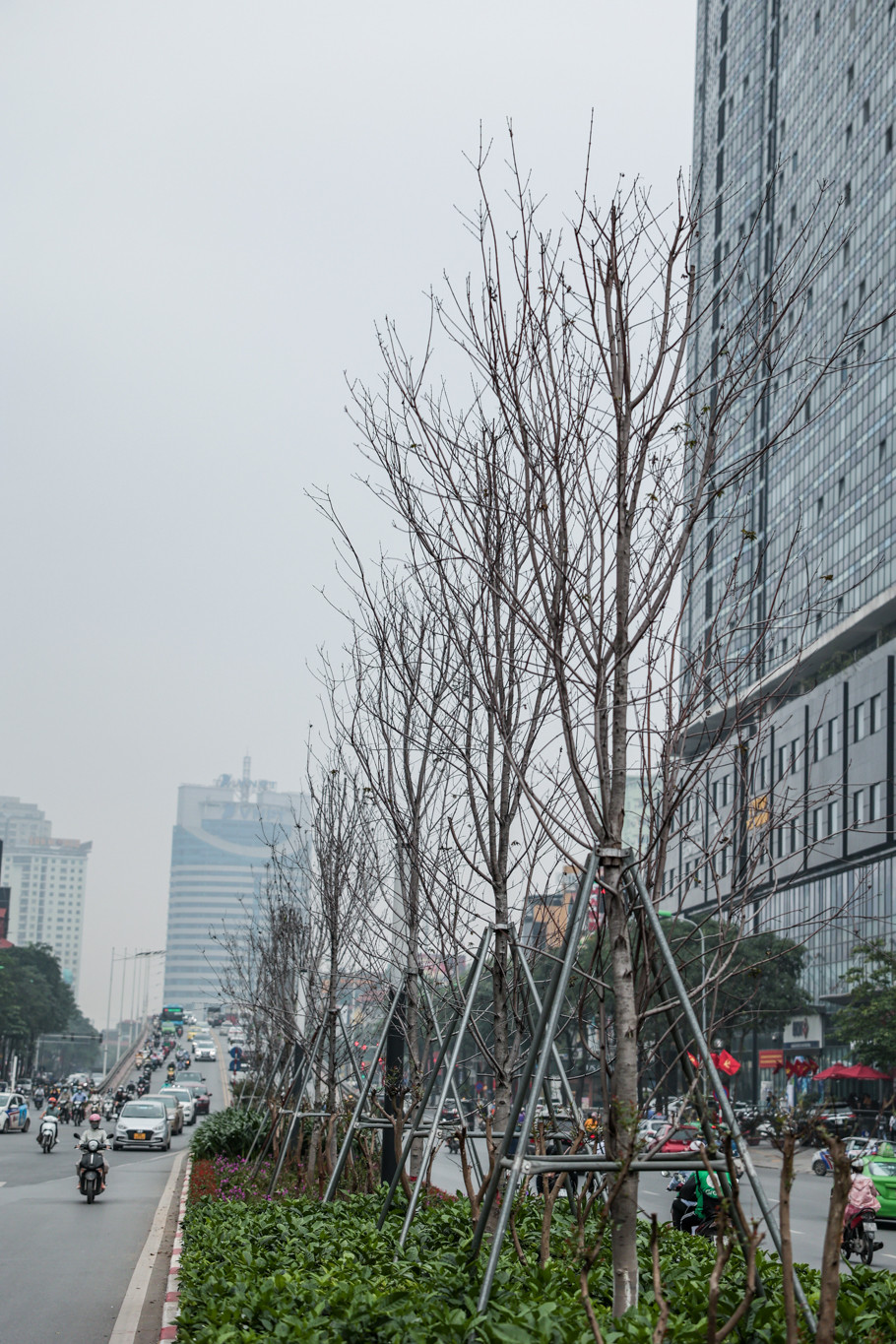 Căn cứ thực trạng theo dõi cây phong, Sở Xây dựng Hà Nội đã đề xuất 2 phương án. Phương án 1: Trồng thay thế bằng toàn bộ cây bàng lá nhỏ, có đường kính thân cây 10-15cm; chiều cao vút ngọn 6-8m. (Ảnh: Minh Sơn/Vietnam+)