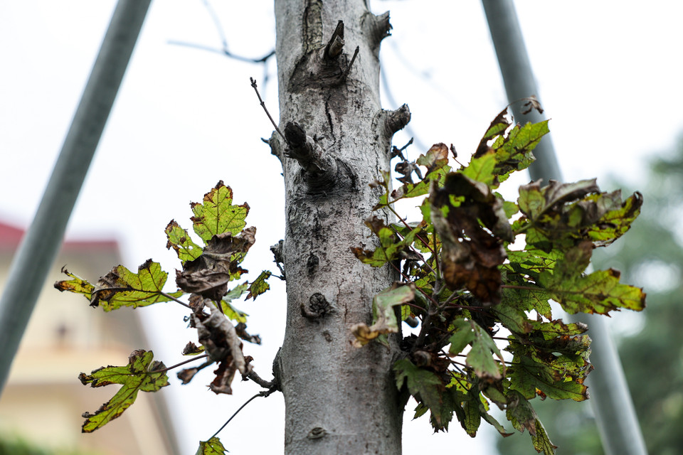 Phương án 2: Trồng đan xen giữa 1 cây bàng lá nhỏ có đường kính thân cây 10-15cm; chiều cao vút ngọn 6-8m và 1 cây cọ dầu đường kính 40-60cm, chiều cao lộ thân ≥ 2m. (Ảnh: Minh Sơn/Vietnam+)