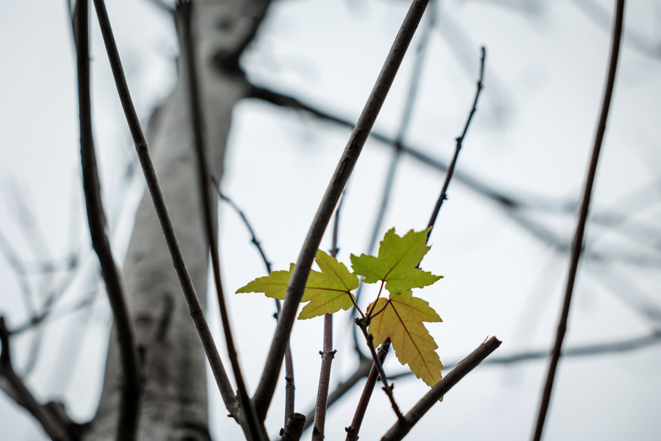 Một số ít lá tươi nhưng vẫn khiến tuyến đường Trần Duy Hưng trở nên không được mỹ quan. (Ảnh: Minh Sơn/Vietnam+)