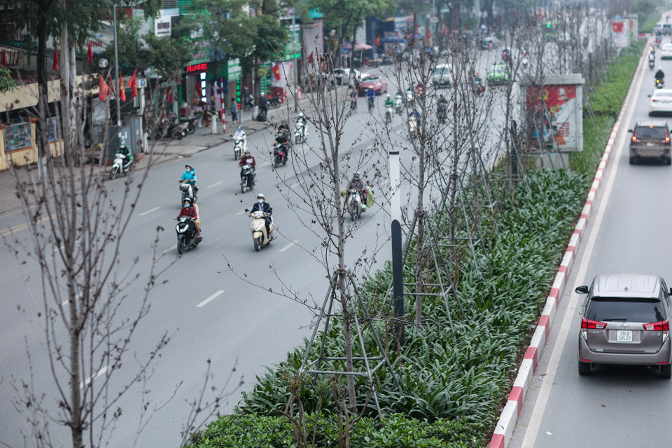 Trước đó, Sở Xây dựng Hà Nội có văn bản gửi Uỷ ban Nhân dân thành phố cho biết, qua theo dõi hệ thống cây xanh trên địa bàn, cây phong trồng thử nghiệm trên dải phân cách tuyến phố Nguyễn Chí Thanh-Trần Duy Hưng sinh trưởng, phát triển kém. (Ảnh: Minh Sơn/Vietnam+)