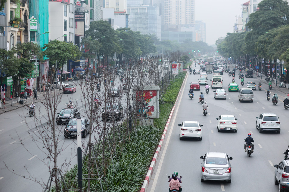 Theo đó, thành phố Hà Nội chấp thuận đề xuất của Sở Xây dựng Hà Nội về phương án thay thế cây phong trên dải phân cách tuyến phố Nguyễn Chí Thanh-Trần Duy Hưng (phương án 1). (Ảnh: Minh Sơn/Vietnam+)