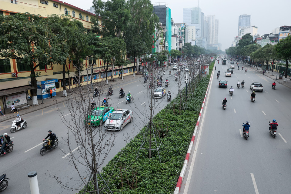 Văn phòng Uỷ ban Nhân dân thành phố Hà Nội vừa ra văn bản thông báo ý kiến chỉ đạo của Phó Chủ tịch Dương Đức Tuấn về phương án thay thế cây phong trồng thử nghiệm trên dải phân cách tuyến phố Nguyễn Chí Thanh-Trần Duy Hưng. (Ảnh: Minh Sơn/Vietnam+)