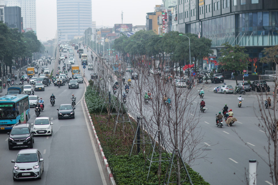 Toàn bộ những cây phong lá đỏ trên tuyến phố Nguyễn Chí Thanh-Trần Duy Hưng sẽ được di dời, trồng thay thế. (Ảnh: Minh Sơn/Vietnam+)