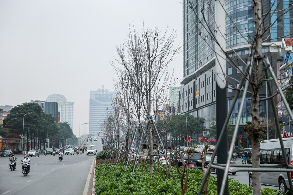 Trong số 217 cây sống, hiện trạng các cây sinh trưởng, phát triển kém. Sau một thời gian, lá bị héo; cành, nhánh bị khô và hay bị sâu bệnh mặc dù Công ty Trách nhiệm hữu hạn một thành viên Công viên cây xanh Hà Nội đã nhiều lần phun thuốc phòng trừ sâu bệnh. (Ảnh: Minh Sơn/Vietnam+)