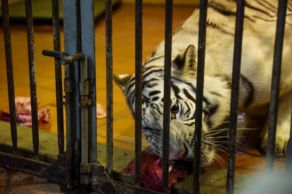 Nơi đây hiện đang nuôi một cá thể hổ trắng Bengal. (Ảnh: Minh Sơn/Vietnam+)