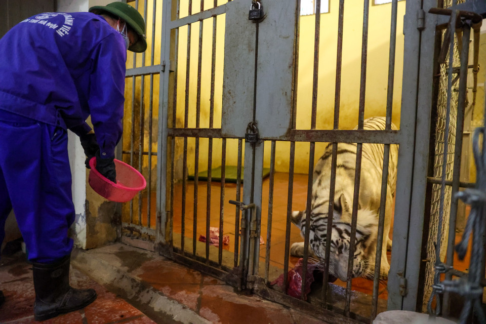 Họ thường xuyên kiểm tra chuồng, hệ thống cửa, song sắt xem có bị hỏng hóc thì phải kịp thời gia cố, sửa ngay. Bởi chỉ cần một chút bất cẩn là tai nạn có thể ập đến. Khi làm việc, họ luôn để mắt tới nhau, người này khóa cửa, người kia kiểm tra. (Ảnh: Minh Sơn/Vietnam+)