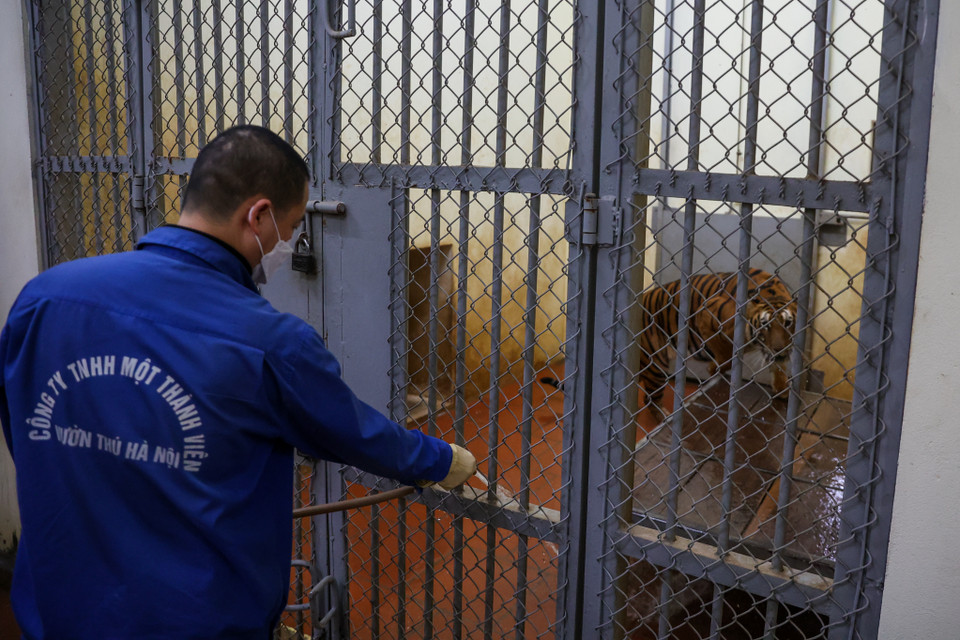 Khu trước là nơi hổ vui chơi và tắm nắng để cho khách tham quan nhìn ngắm, phía sau là chỗ ăn, ngủ. (Ảnh: Minh Sơn/Vietnam+)