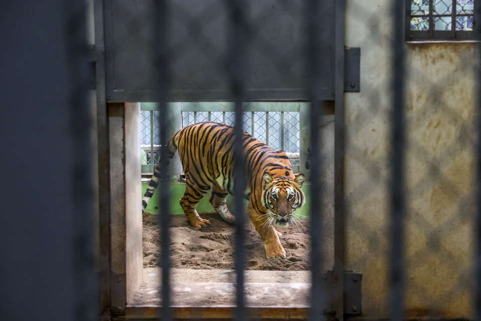 Những du khách đến tham quan Công viên Thủ lệ (Hà Nội) hay còn gọi là Vườn Bách Thú đều ấn tượng bởi những chú hổ dũng mãnh với thân hình lực lưỡng nhưng ít ai biết đằng sau là cả một tổ những công nhân chăm sóc kỹ càng cho chúng. (Ảnh: Minh Sơn/Vietnam+)