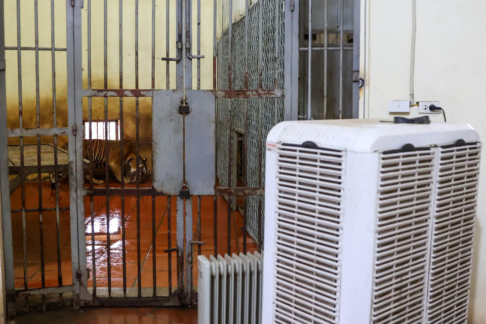 Mùa hè, các chú hổ được trang bị hệ thống quạt hơi nước để đảm bảo nhiệt độ. Mùa đông có quạt sưởi giữ ấm. (Ảnh: Minh Sơn/Vietnam+)