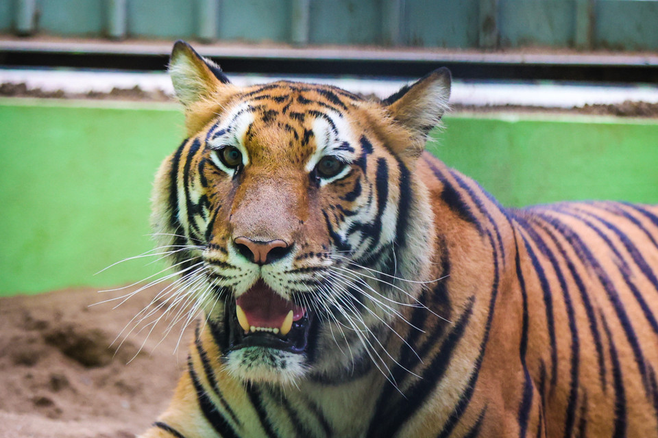 Với những nhân viên tại Công viên Thủ Lệ, việc hằng ngày tiếp xúc và chăm sóc cho những chú hổ hung dữ là chuyện rất đỗi bình thường. (Ảnh: Minh Sơn/Vietnam+)