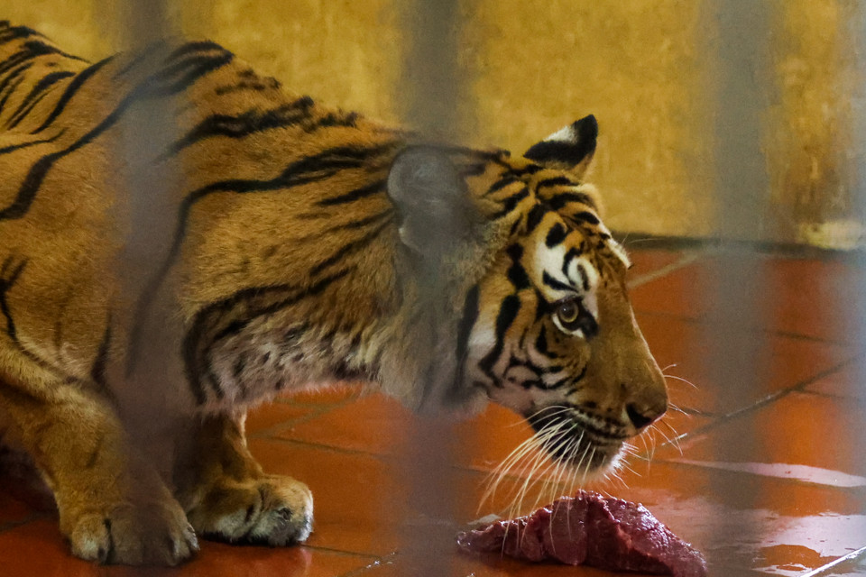 Những 'bảo mẫu' tại đây đều tự nhủ với nhau chăm sóc hổ phải có tâm mới gắn bó được với nghề. Đôi khi việc chăm sóc những chú hổ còn hơn cả bản thân họ. (Ảnh: Minh Sơn/Vietnam+)