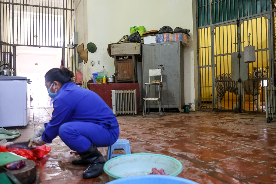 Hiện Vườn thú Hà Nội có khoảng 9 cá thể hổ. Trong đó cá thể nhỏ tuổi nhất là 3 tuổi, già nhất 16-17 tuổi, (Ảnh: Minh Sơn/Vietnam+)