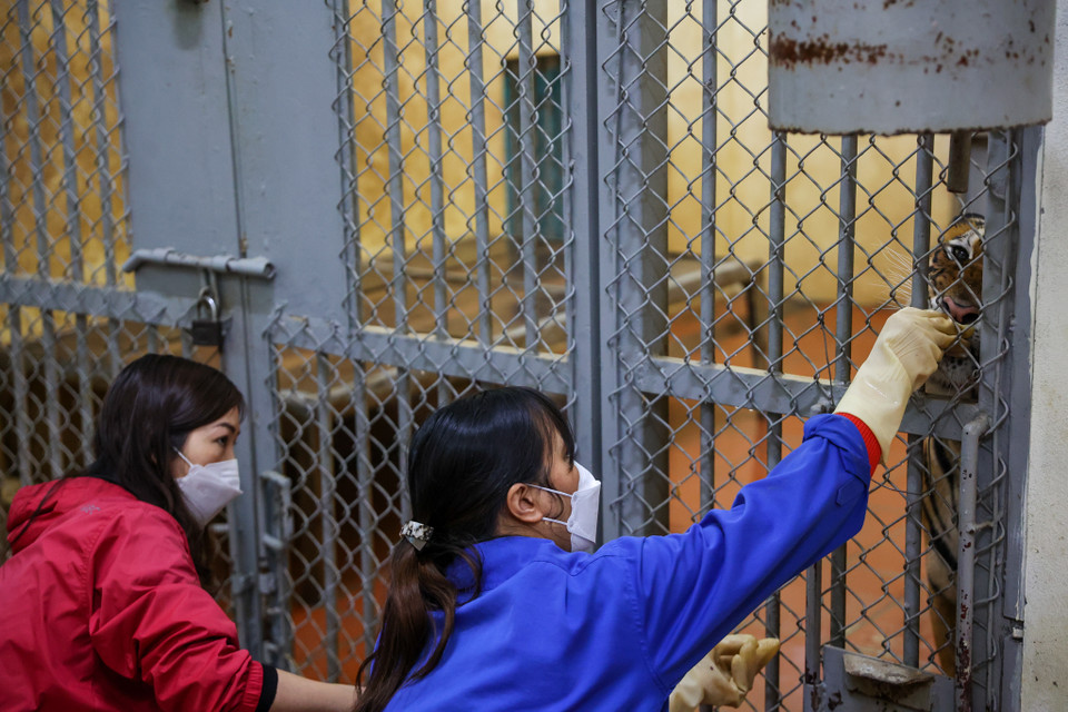 Thời gian đầu mới vào làm, chưa quen việc, thỉnh thoảng đến gần chuồng, thấy hơi lạ hổ gầm lên khiến chị giật bắn, hoảng hốt. (Ảnh: Minh Sơn/Vietnam+)