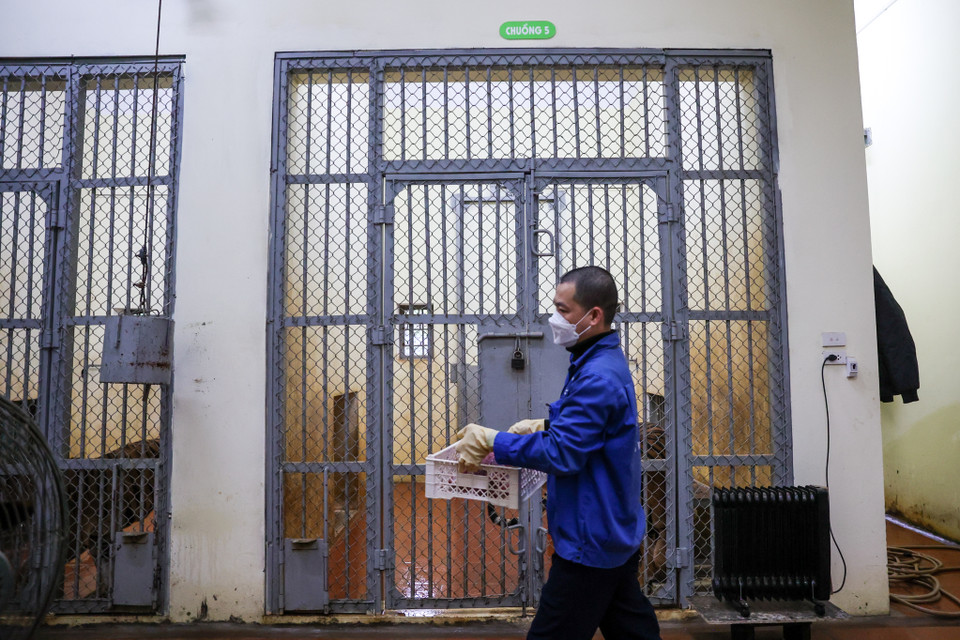 10 giờ là thời điểm những chú hổ bắt đầu ăn. Hổ chỉ ăn một bữa mỗi ngày. (Ảnh: Minh Sơn/Vietnam+)