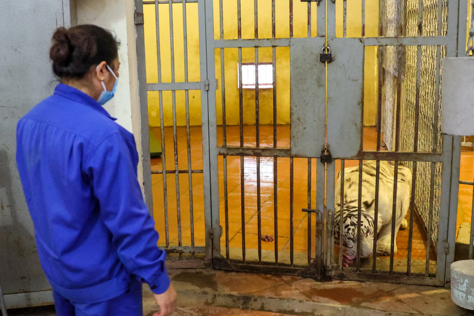 Khi một chú hổ ốm không chịu ăn, từ ban giám đốc đến anh em công nhân đều lo lắng. Nhiều khi các cán bộ phải trải chiếu, ăn ngủ ngay cạnh chú hổ, dỗ cho chúng uống từng miếng nước, thức ăn. Đây là những kỷ niệm mà những người 'bảo mẫu' cho 'ông ba mươi' không bao giờ quên được. (Ảnh: Minh Sơn/Vietnam+)