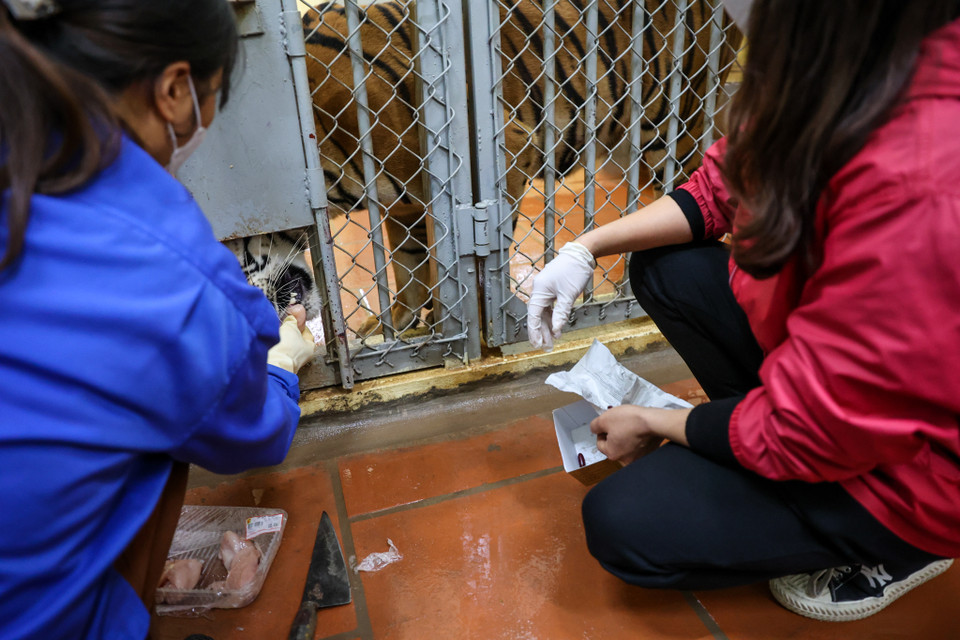 Hàng ngày chị phải kiểm tra tất cả các cá thể từ sáng sớm xem có bất thường như uể oải hay bỏ ăn không. Nếu cá thể nào có hiện tượng lạ phải báo cáo lãnh đạo, kết hợp với các đồng nghiệp để điều trị phù hợp. (Ảnh: Minh Sơn/Vietnam+)