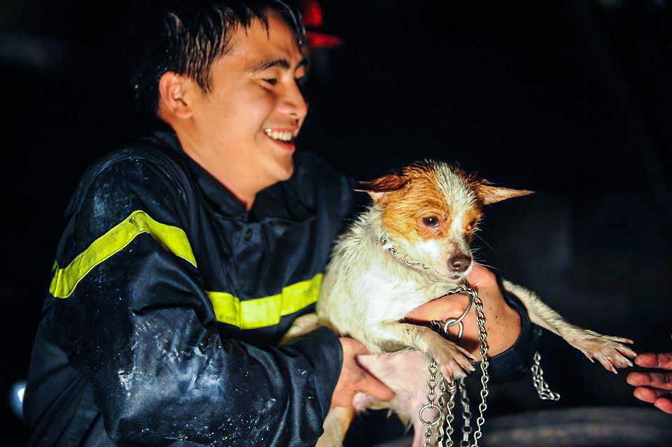 Một chú chó may mắn được lực lượng cứu hộ giải thoát khỏi đám cháy. (Ảnh: Minh Sơn/Vietnam+)