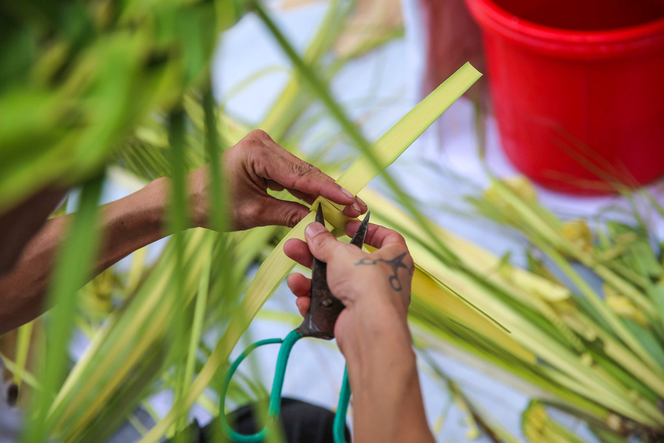 Công đoạn chọn lá cũng quan trọng không kém, lá phải vừa tới tầm và không bị sâu, đủ to để cho ra sản phẩm đẹp nhất. (Ảnh: Vietnam+)
