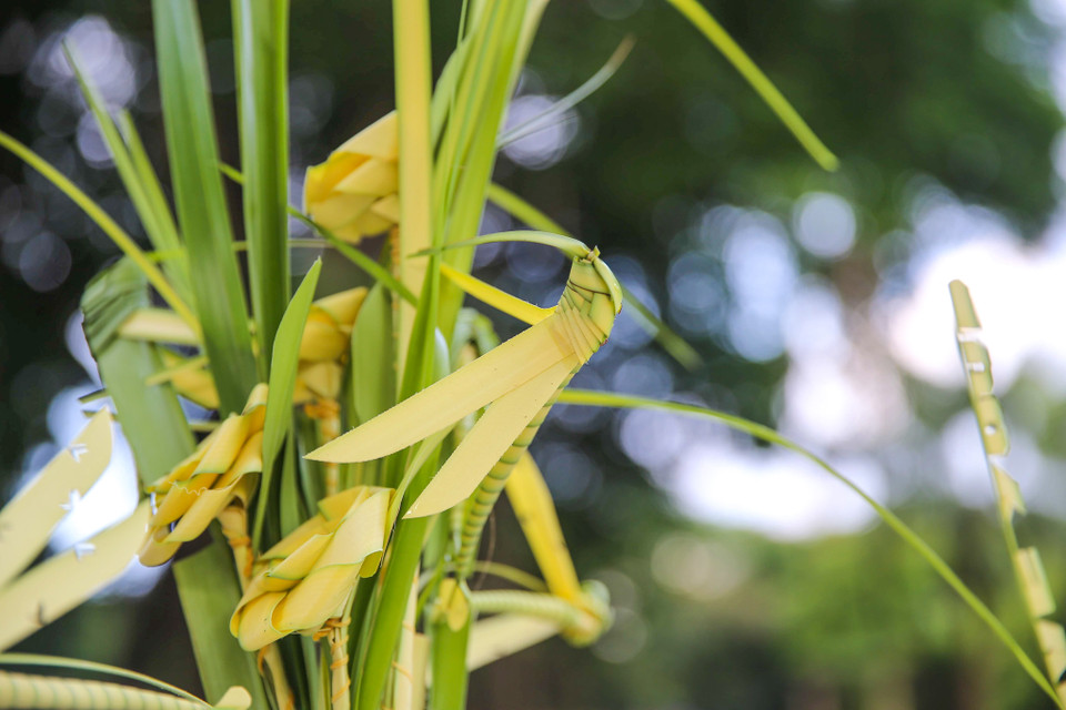 'Lá dừa được chọn phải đảm bảo được độ mềm, dẻo, nếu chọn lá quá non sẽ rất khó tạo hình, còn lá quá già rất dễ gãy,' anh Thắng tiết lộ. (Ảnh: Vietnam+)