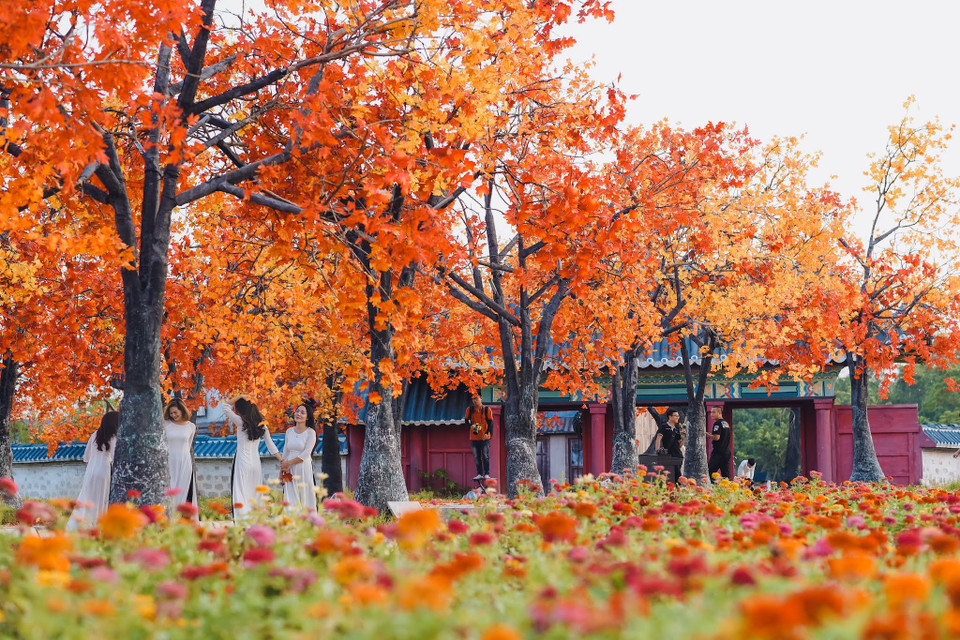 Chủ nhân sáng tạo nên con đường cho biết, nơi đây được lấy cảm hứng từ rừng lá phong đỏ tại Hàn Quốc và Canada. (Ảnh: Vietnam+)