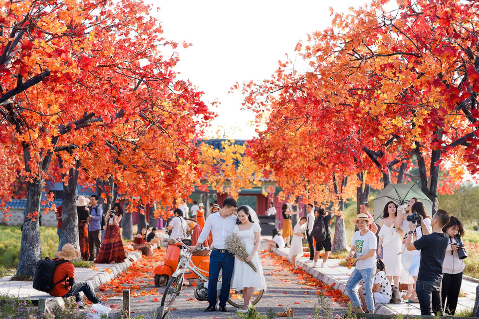 Thực chất, đây không phải là hàng cây thật vì phong lá đó là loài cây rất khó sống ở vùng nhiệt đới, khí hậu khắc nghiệt như Việt Nam. (Ảnh: Vietnam+)