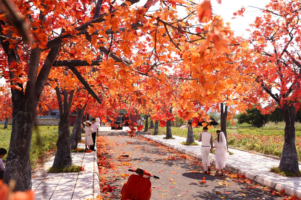 Hàng cây có chiều dài là 80m với 30 cây, trong đó 24 cây cao 13m và 6 cây cao 18m. (Ảnh: Vietnam+)