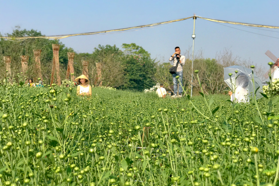 Mặc dù chưa vào chính mùa nhưng nhiều vườn cúc họa mi đã có hàng trăm người đến chụp ảnh. (Ảnh:Vietnam+)