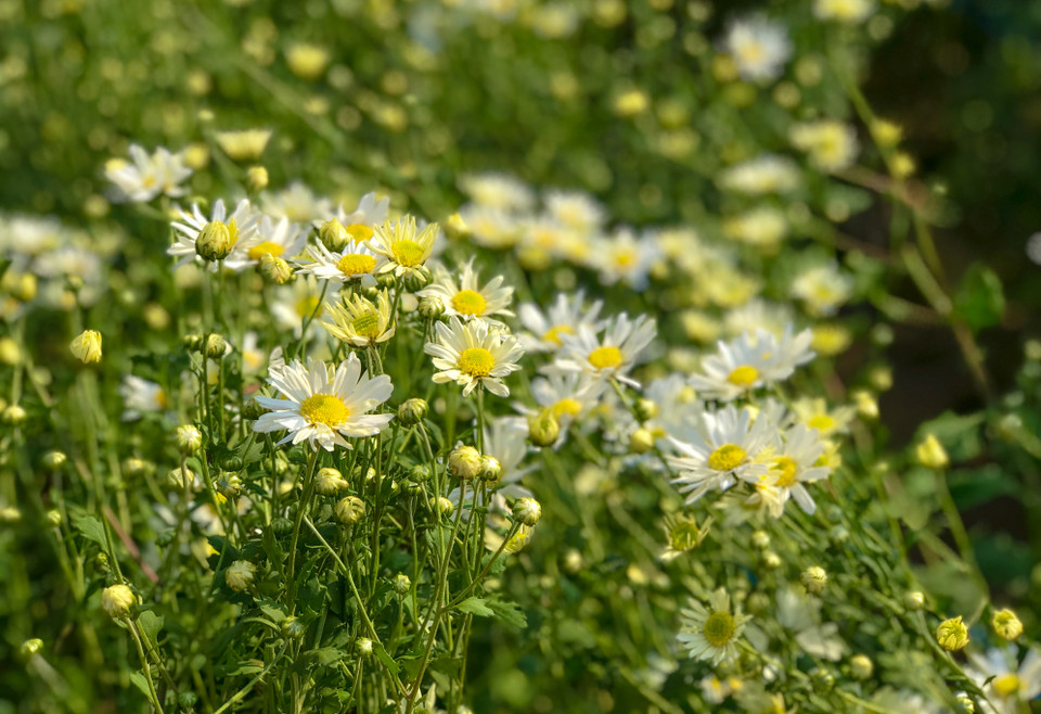 Chỉ vài tuần nữa, các luống cúc họa mi sẽ nở trắng. Hứa hẹn các vườn họa mi tiếp tục là địa điểm hấp dẫn nhiều người đến chiêm ngưỡng. (Ảnh:Vietnam+)