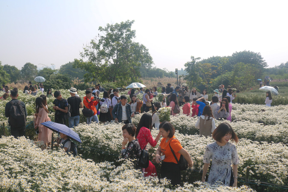 Hàng trăm người dân đổ xô đến các vườn cúc họa mi tranh thủ chụp ảnh trong tiết trời se se đầu đông. (Ảnh:Vietnam+)