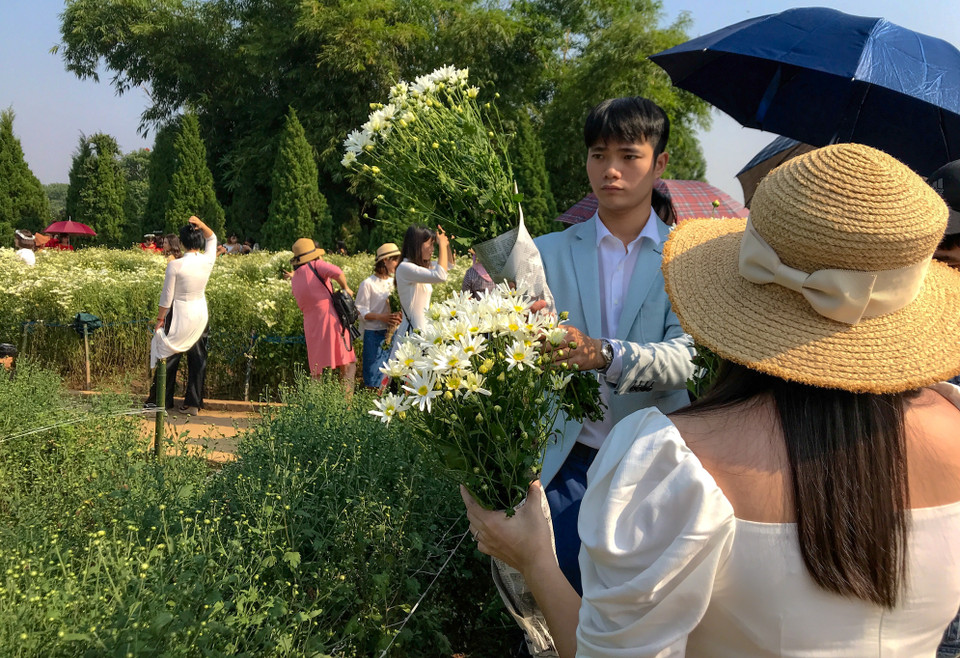 Năm nay thời tiết Hà Nội 'ủng hộ' cả người trồng hoa và du khách. Trời nắng đẹp và gió không quá lạnh, điều này càng khiến nhiều khách kéo đến các vườn cúc họa mi chụp ảnh cùng hoa. (Ảnh:Vietnam+)
