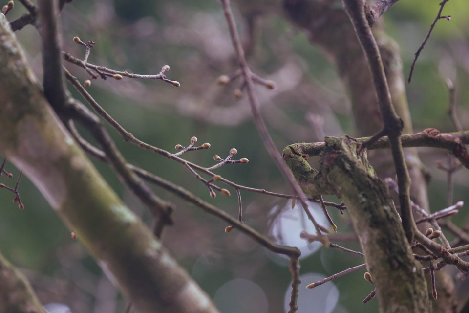 Những người chăm sóc cây tại đây cho biết, cây mai có giá trị nhờ tuổi đời cao, không có sự uốn nắn tạo dáng của con người mà các cành mọc tự nhiên tạo ra thế đẹp. (Ảnh: Minh Sơn/Vietnam+)