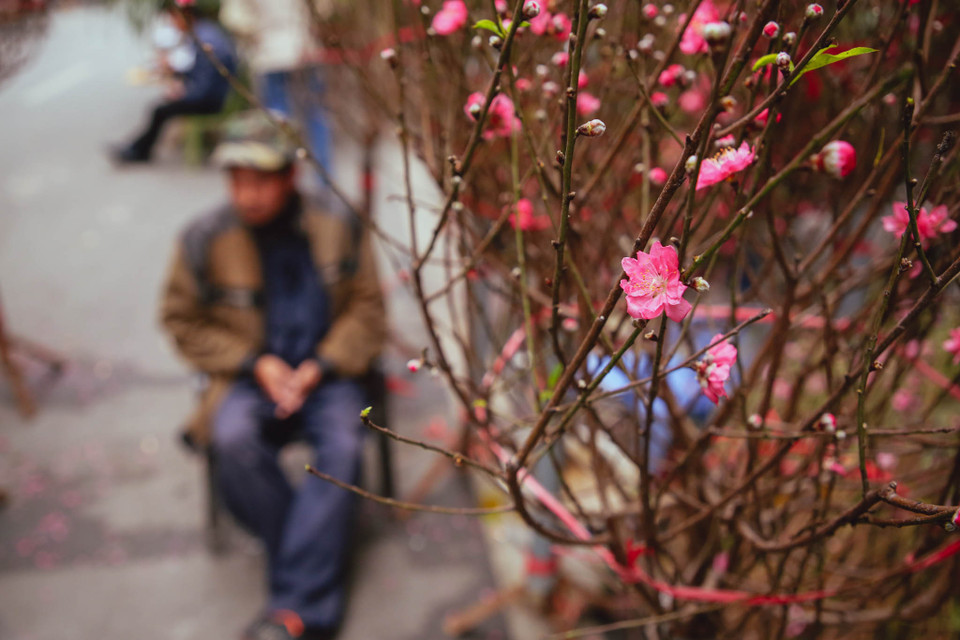 Chỉ còn 10 ngày nữa sẽ đến Tết Nguyên đán Canh Tý 2020, nhưng những cành đào đã tranh thủ khoe sắc khắp con phố nhỏ. (Ảnh: Minh Sơn/Vietnam+)