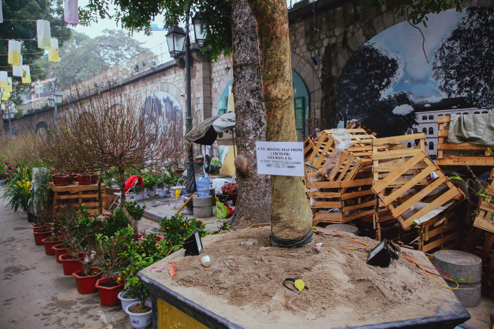 Được biết, đây là cây hoàng mai hơn 120 năm tuổi được vận chuyển từ Huế ra đúng dịp Tết Canh Tý 2020. (Ảnh: Minh Sơn/Vietnam+)