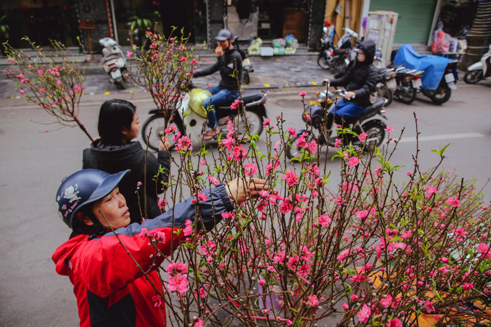 Theo thời gian, không chỉ mỗi hoa, chợ phiên Hàng Lược 'du nhập' thêm nhiều mặt hàng, quy mô cũng được mở rộng. Chính sự khác biệt này khiến phiên chợ có phần ồn ào và xô bồ hơn trước. (Ảnh: Minh Sơn/Vietnam+)