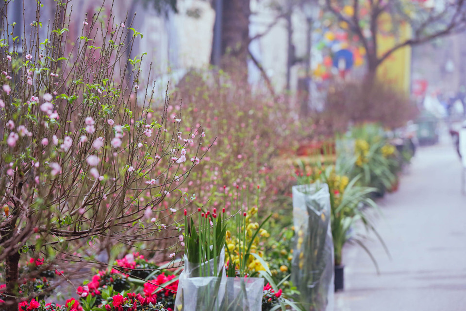 Theo kế hoạch, Chợ hoa Tết truyền thống và các hoạt động tại không gian trưng bày tranh Bích họa phố Phùng Hưng năm nay diễn ra từ ngày 9/1 - 24/1/2020 (tức từ ngày 15 đến nhày 30 tháng Chạp năm Kỷ Hợi). (Ảnh: Minh Sơn/Vietnam+)