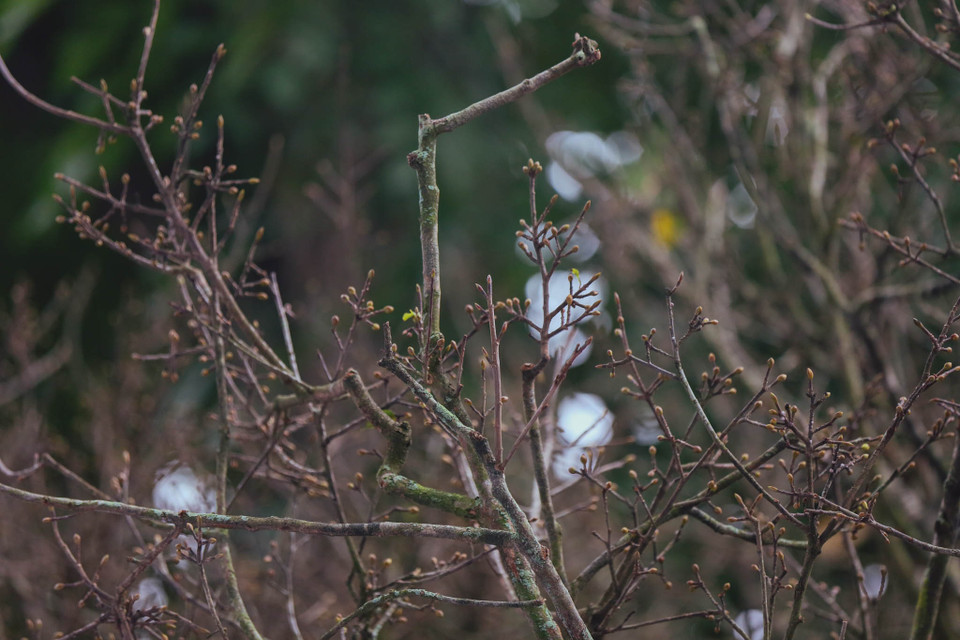 Cây hoàng mai cao hơn 3m được tỉa hết lá nhằm kích nụ hoa nở đúng dịp Tết. (Ảnh: Minh Sơn/Vietnam+)