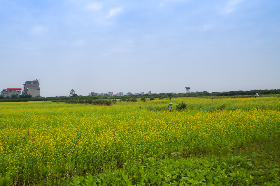 Nhiều nông dân tại các làng quê ven đô Hà Nội đã tranh thủ dịp này trồng hàng sào các vườn cải để phục vụ nhu cầu chụp ảnh của người dân. (Ảnh Minh Sơn/Vietnam+)