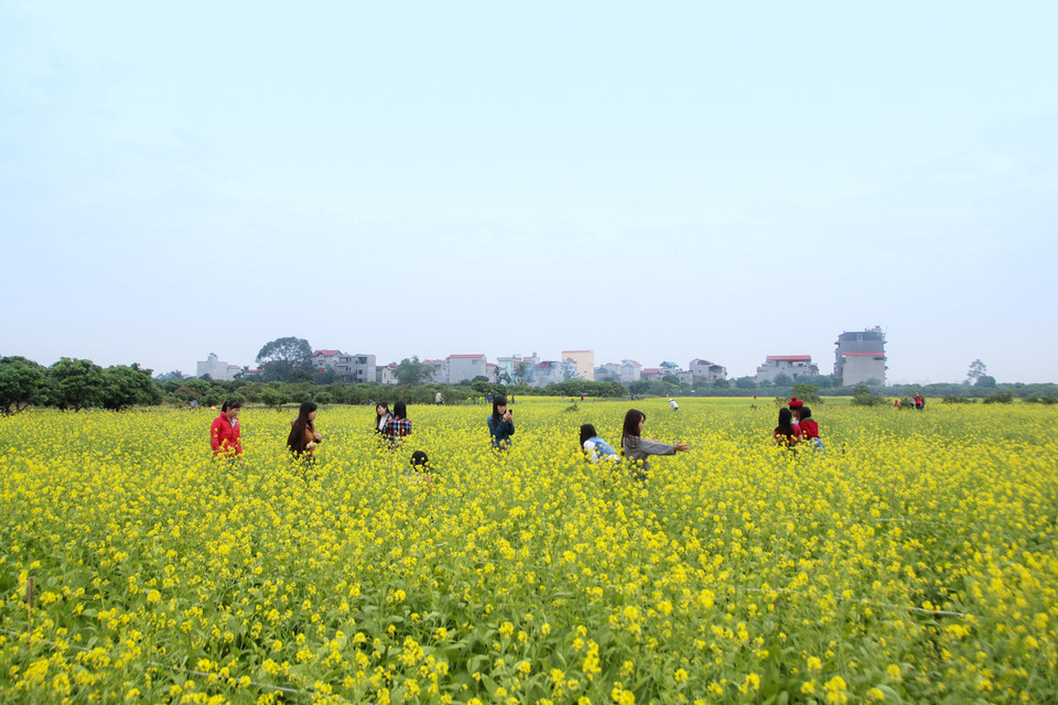 Nhiều người đã tranh thủ dịp này đi chụp lại những khoảnh khắc thơ mộng ở vườn cải, giá vé mỗi lần vào khoảng 10-20 ngàn đồng/lượt. (Ảnh Minh Sơn/Vietnam+)