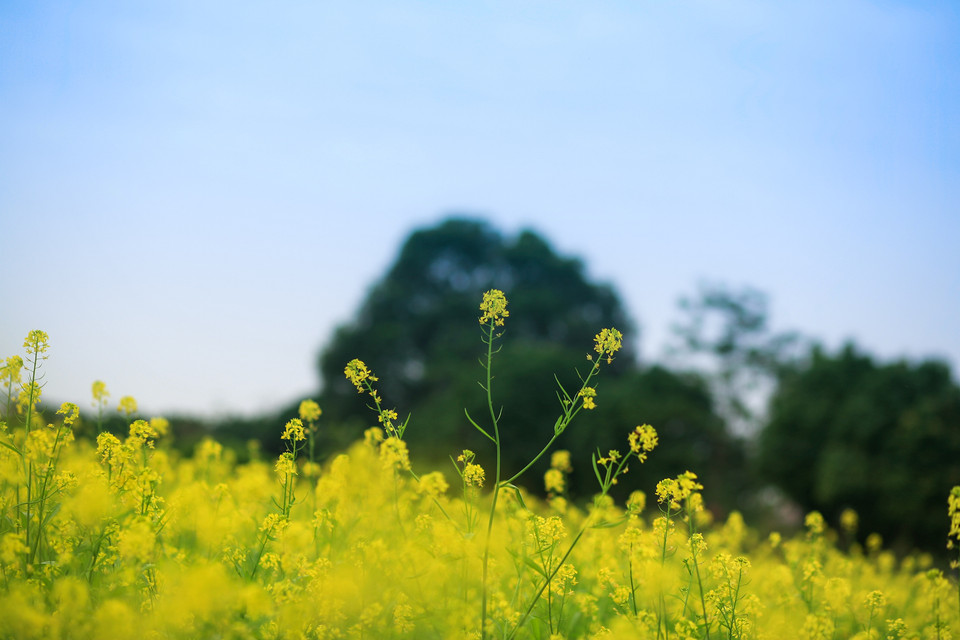 Hoa cải là một loại rau quá đỗi thân thuộc với nhiều miền quê ven đô Hà Nội với vẻ đẹp dân dã, giản dị mà vẫn làm say đắm biết bao người. (Ảnh Minh Sơn/Vietnam+)