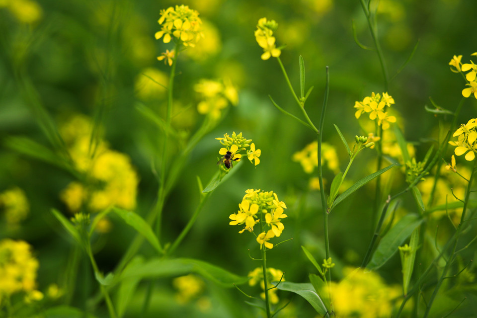 Những thân cây cải mỏng manh với muôn ngàn cành nhỏ như những cách tay bé xinh vươn ra, nâng đỡ những chùm bông li ti thu hút nhiều loài ong bướm đến lấy phấn. (Ảnh Minh Sơn/Vietnam+)