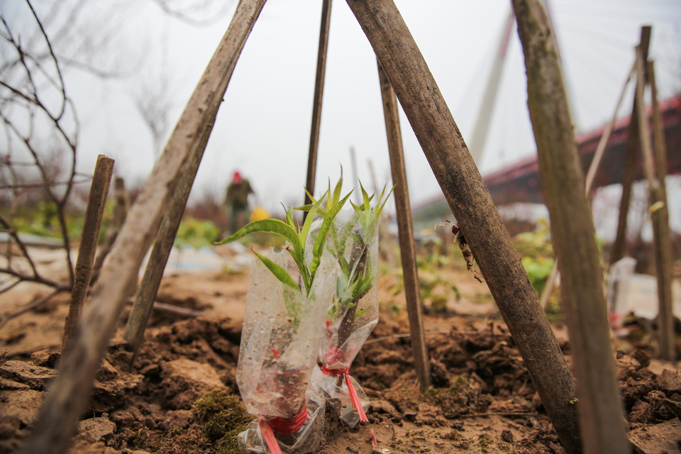 Người trồng vườn tại Phú Thượng đã kịp ươm mầm những giống cây mới cho vụ Tết 2022. (Ảnh: Minh Sơn/Vietnam+)