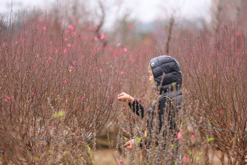 Các chủ vườn tranh thủ ngắt bớt nụ đã nở để 'nuôi' những nụ còn lại nở đúng dịp cận Tết. (Ảnh: Minh Sơn/Vietnam+)