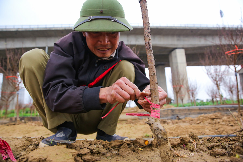 Cùng với đó, người nông dân ở Phú Thượng cũng bắt đầu tiến hành ghép mắt cho đào để cho vụ mùa năm sau. (Ảnh: Minh Sơn/Vietnam+)