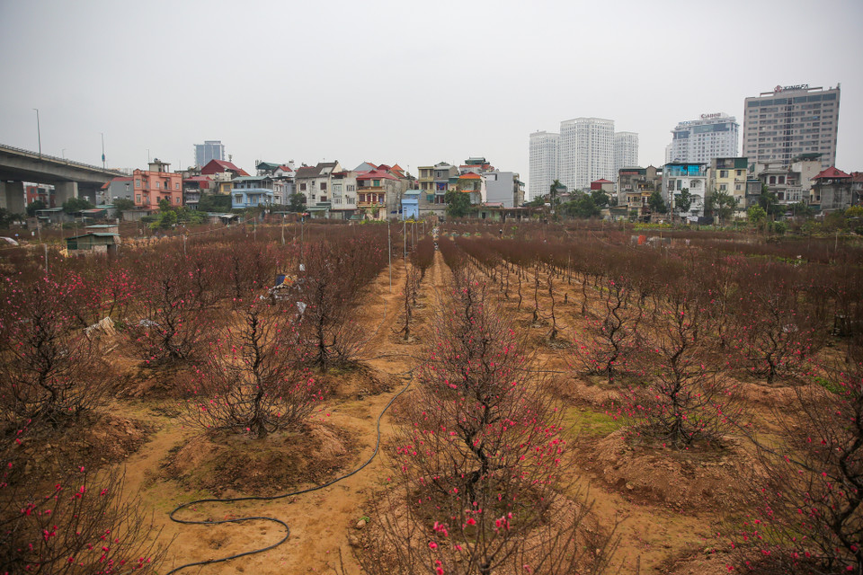 Chú Hùng, một nông dân trồng đào ở Phú Thượng (Tây Hồ) cho biết năm nay đào được mùa tốt, mảnh vườn của chú với khoảng 400-500 gốc đào đã bán được hơn một nửa. (Ảnh: Minh Sơn/Vietnam+)