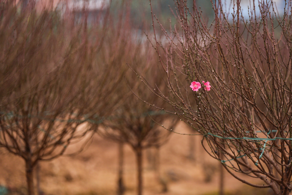 Gần Tết trời chuyển rét nhưng đào vẫn kịp nở phục vụ khách đúng dịp Tết Nguyên đán. (Ảnh: Minh Sơn/Vietnam+)