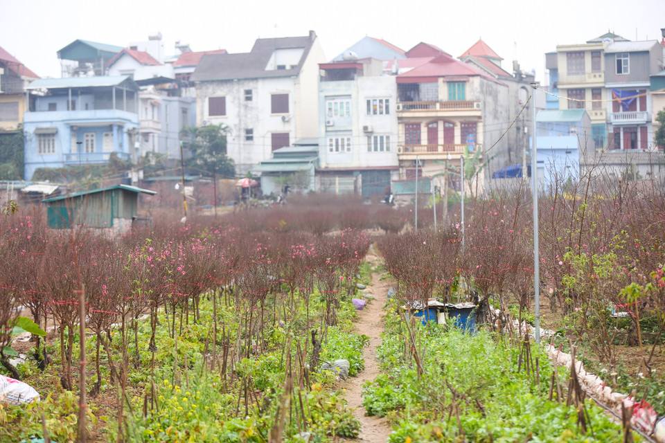 (Ảnh: Minh Sơn/Vietnam+)