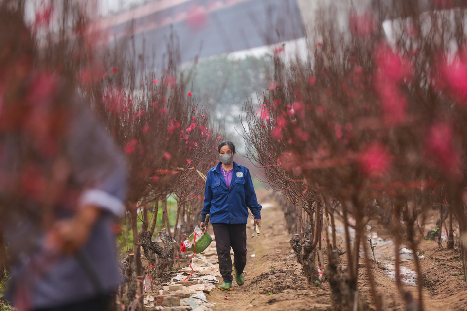 Đối với đào loại cành dao động từ vài trăm nghìn đến 2 triệu đồng; đào thế giá thuê vụ Tết từ vài triệu đến vài chục triệu đồng. (Ảnh: Minh Sơn/Vietnam+)